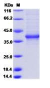 Human FAM150A Protein (Recombinant Mouse IgG1 Fc, C-terminus)