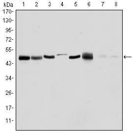 Monoclonal Mouse anti-Human AURKA / Aurora-A Antibody (clone 4G10, IHC, WB)