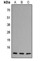 CCL11 / Eotaxin Antibody (Internal)