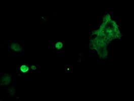 TLE1 / TLE 1 Antibody (aa180-460, clone OTI1F5)