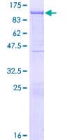 Human GSN / Gelsolin Protein (Recombinant GST)