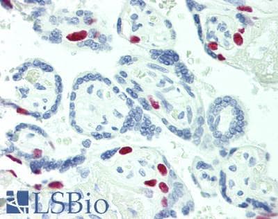 PathPlus™ MCM2 Antibody (aa1-50)