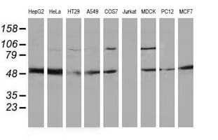 PACSIN3 Antibody (clone OTI4A5)