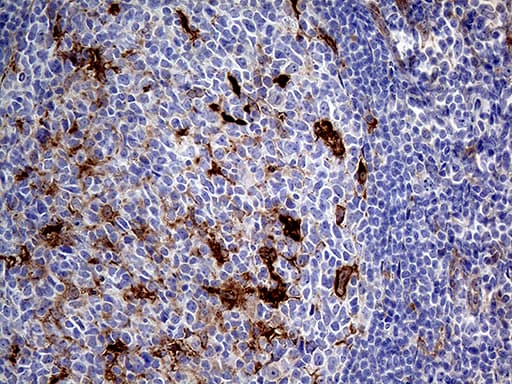 PRODH Antibody (clone OTI2C11, Carrier-free)