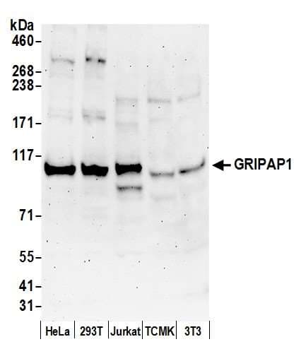 Polyclonal Rabbit anti-Human GRIPAP1 / GRASP1 Antibody (aa50-100, WB)