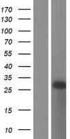 Human GCET2 / HGAL Protein (Over-Expression Lysate Myc-DDK (Flag))