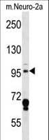 IHC-plus™ Polyclonal Rabbit anti-Mouse MAP4K3 / GLK Antibody (aa501-529, IHC, WB)