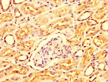 OCRL Antibody