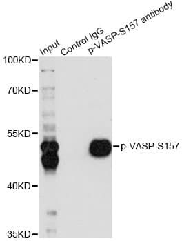VASP Antibody (phospho-Ser157)