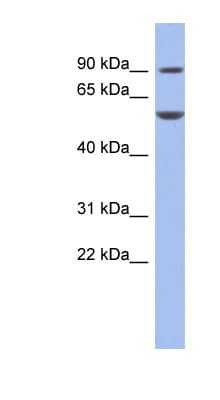 FOXC1 Antibody (aa35-84)