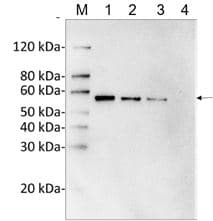 DYKDDDDK Tag Antibody (clone 114F12C8, Biotin)