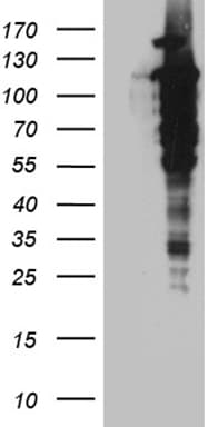 UBE1L / UBA7 Antibody (clone OTI2B6)