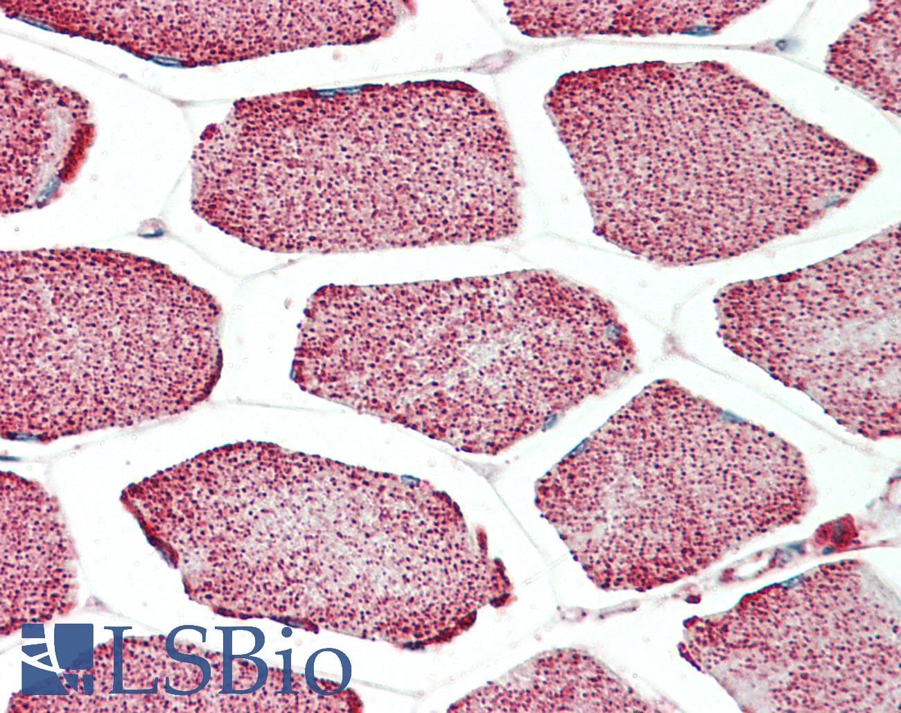 IHC-plus™ APOL4 / Apolipoprotein L 4 Antibody (aa336-349)