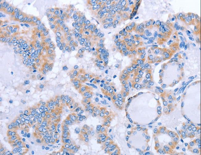 FGF4 Antibody