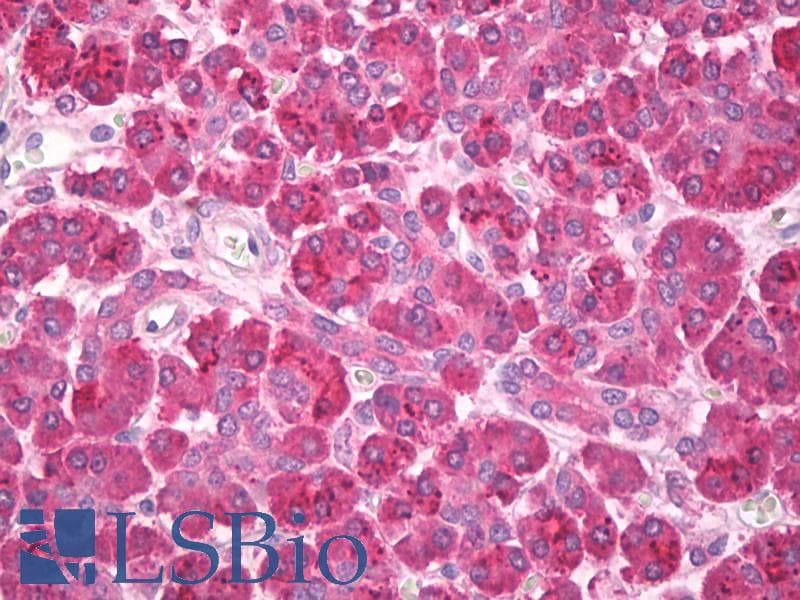 IHC-plus™ Polyclonal Sheep anti-Pig Pancreatic Amylase Antibody (IHC, WB)