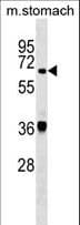 TDP1 Antibody (aa212-239)