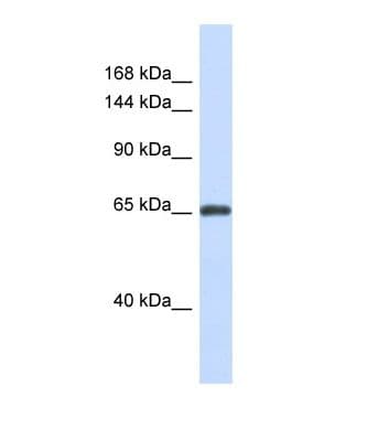 ZNF280D Antibody (N-Terminus)