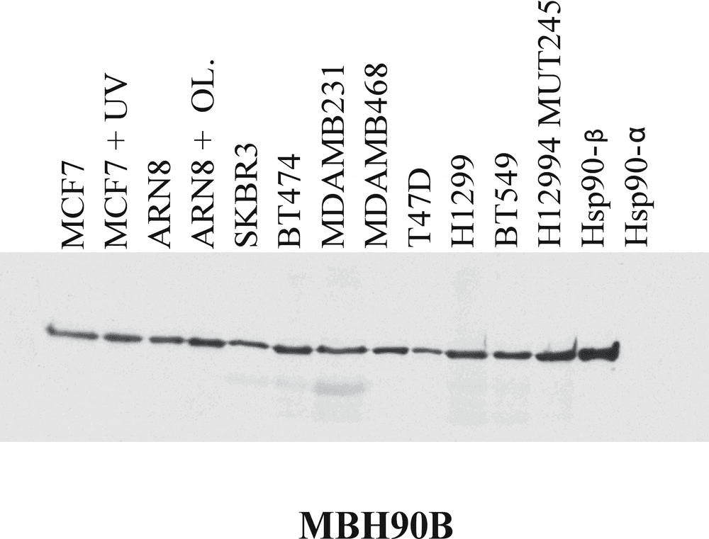 IHC-plus™ Monoclonal Mouse anti-Human HSP90 Beta Antibody (clone MBH90B, N-Terminal, IHC, WB)