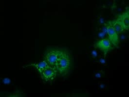IVD Antibody (clone OTI1B10)