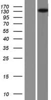 ELKS / ERC1 Protein (Over-Expression Lysate Myc-DDK (Flag))
