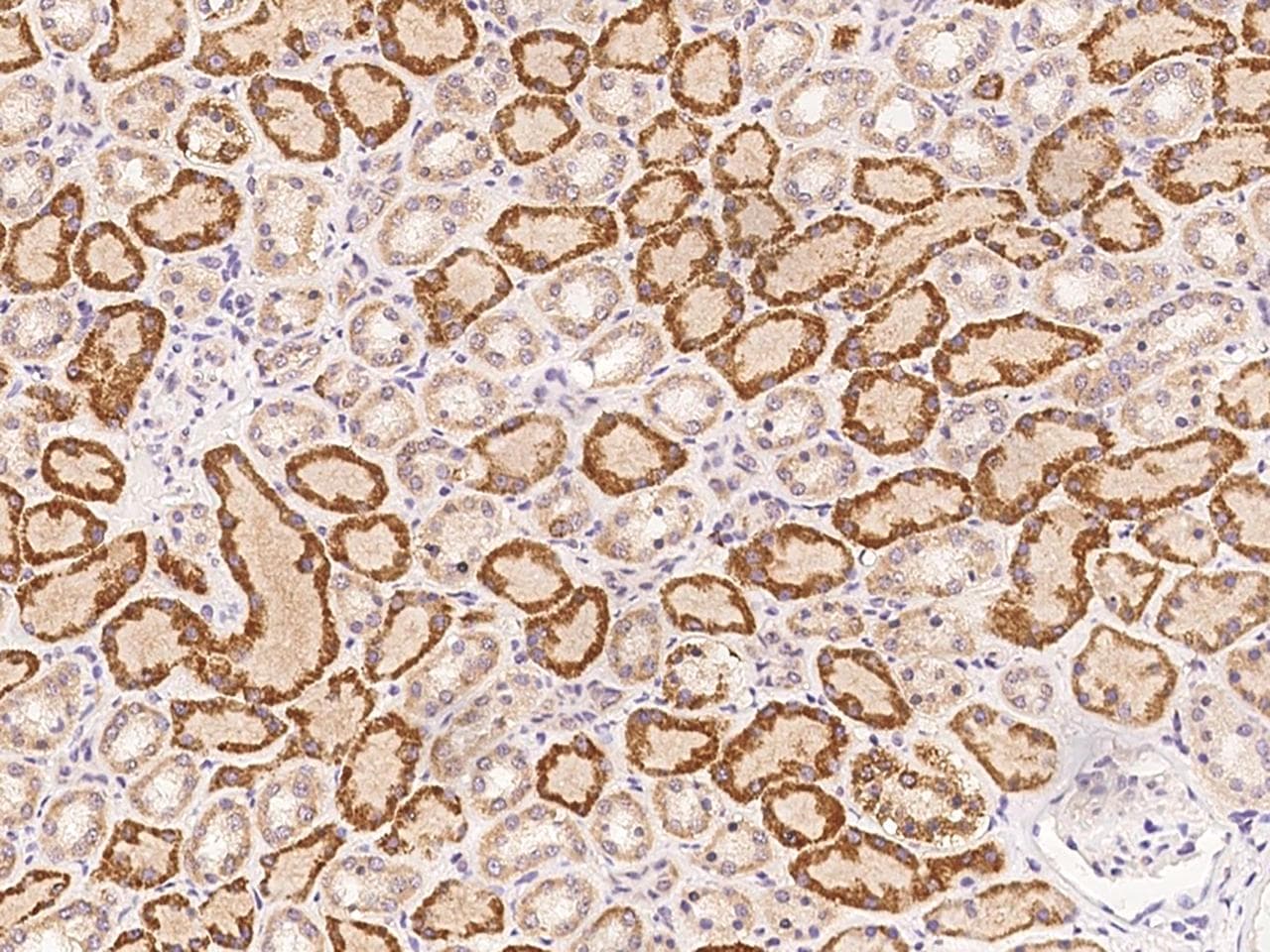 FAM173A Antibody