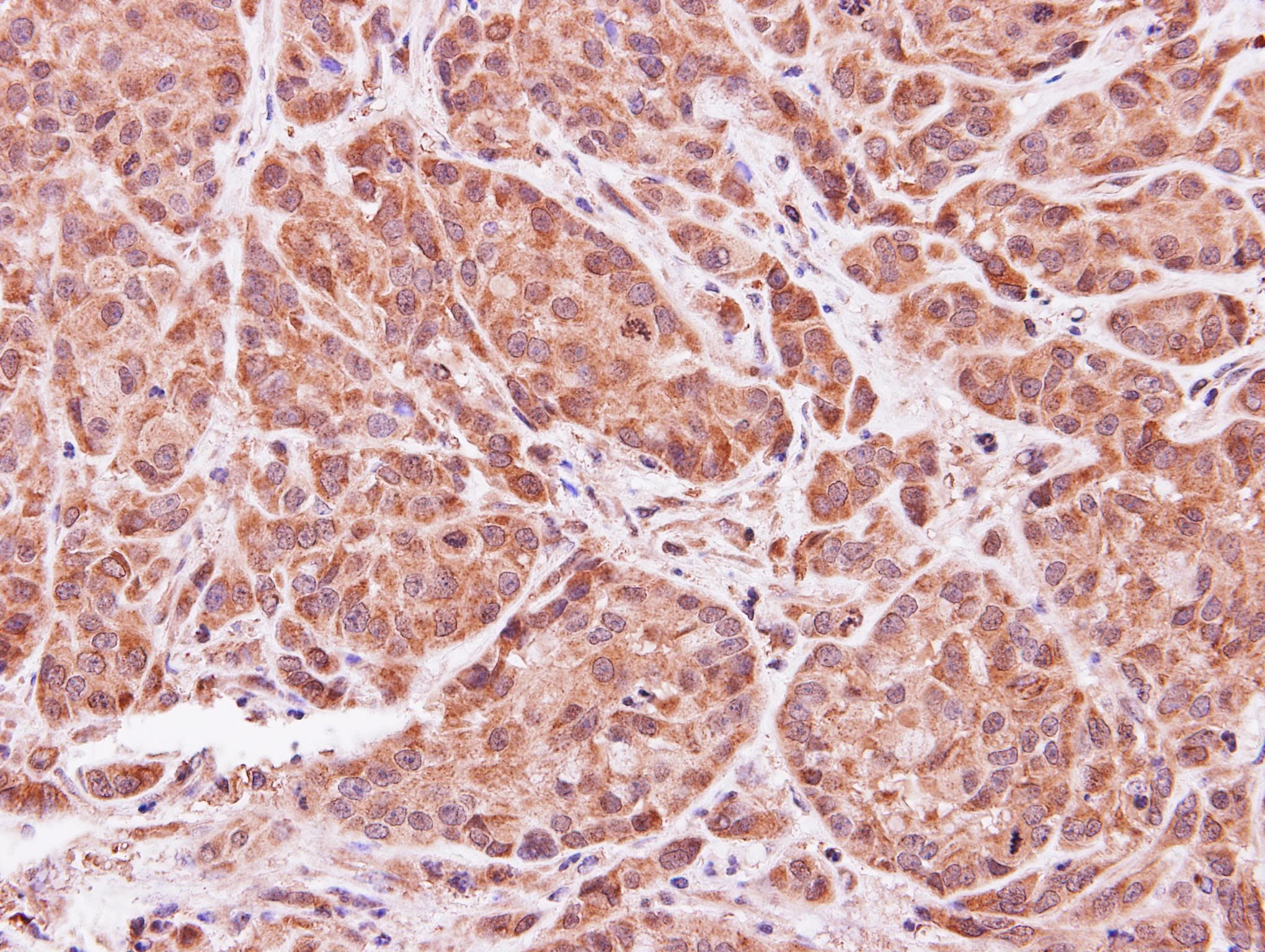 ASB9 Antibody (aa1-283)