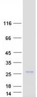 Human GLRX2 / Glutaredoxin 2 Protein (Recombinant Myc-DDK (Flag))
