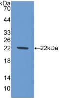 NOS1 / nNOS Antibody (aa53-247)