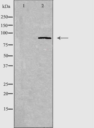 CDH7 / Cadherin 7 Antibody