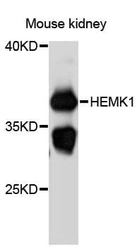 HEMK1 Antibody