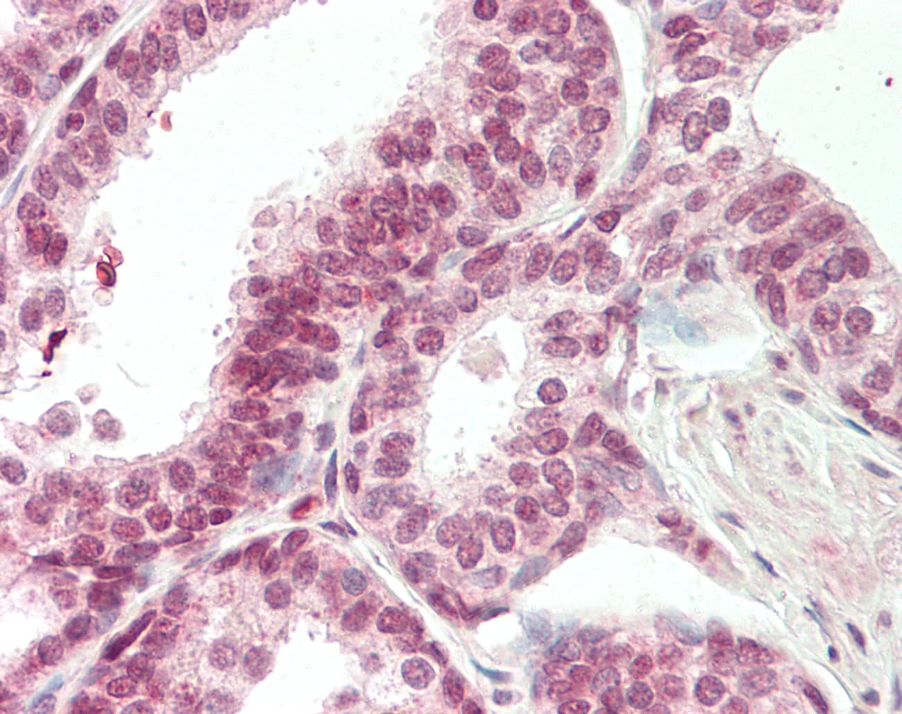 CDK19 / CDK11 Antibody (aa255-304)