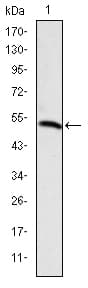 Monoclonal Mouse anti-Human PODXL / Podocalyxin Antibody (clone 5F5, IHC, WB)