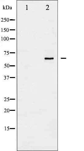 PTPN6 / SHP1 Antibody (phospho-Tyr536)