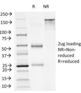 FOXA1 Antibody (clone FOXA1/1241, Azide-free, BSA-free)