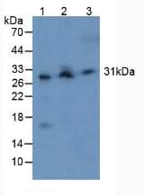 CASP3 / Caspase 3 Antibody (aa29-175)