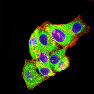 GRM3 / MGLUR3 Antibody (clone 7A5A6)