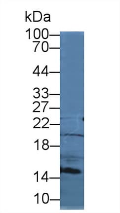 CCL21 / SLC Antibody (aa5-130)
