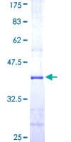 Human CUL5 / Cullin-5 Protein (Recombinant GST, N-terminus)