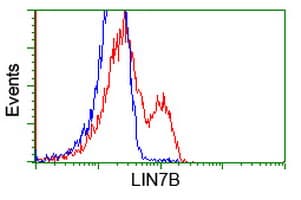 LIN7B Antibody (clone OTI1E3)
