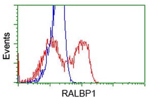 Monoclonal Mouse anti-Human RIP1 / RALBP1 Antibody (clone OTI11C6, IF, WB)