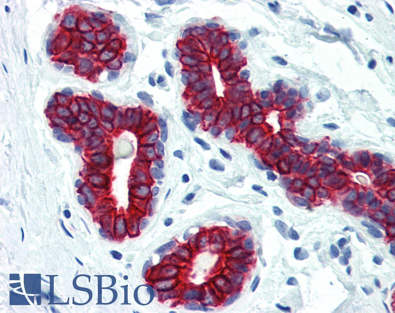 PathPlus™ Pan Cytokeratin Antibody (clone C-11)