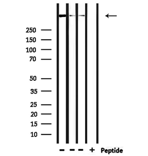 DYNC1H1 Antibody