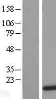 DDT / Dopamine Tautomerase Protein (Over-Expression Lysate Myc-DDK (Flag))