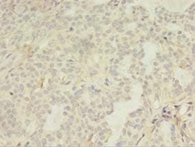 LILRA4 / ILT7 Antibody