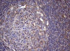 CD4 Antibody (clone OTI3E11)