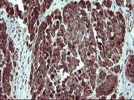 COX6C Antibody (clone OTI4A5)