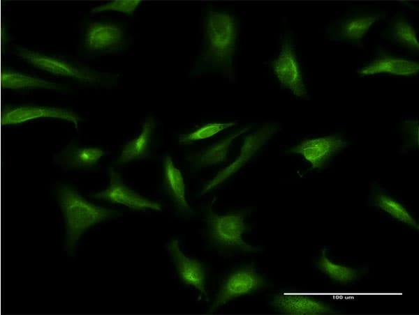 CRY2 Antibody (clone 3H4)
