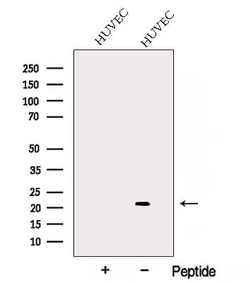 ARL4C Antibody