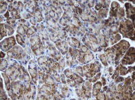 MIPEP Antibody (clone OTI4D11)