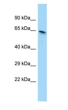 EEFSEC / EFSEC Antibody (C-Terminus)